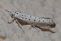 Yponomeuta rorrella