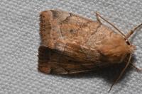 Cosmia trapezina
