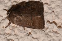 Hoplodrina blanda
