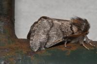 Thaumetopoea processionea
