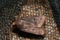 Amphipyra tragopoginis