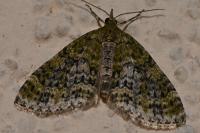 Acasis viretata