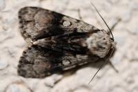 Acronicta alni