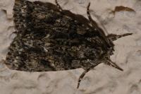 Acronicta rumicis