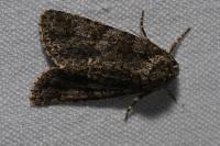 Acronicta rumicis