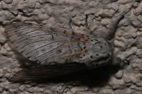 Cerura vinula