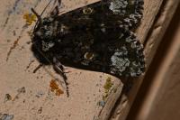 Craniophora ligustri