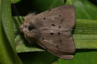 Diaphora mendica
