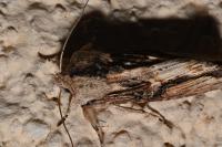 Egira conspicillaris
