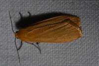 Wittia sororcula