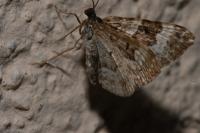 Epirrhoe alternata