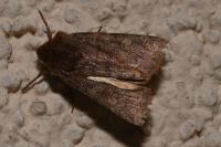Cerastis leucographa