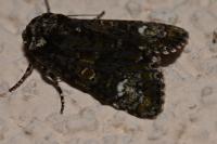 Craniophora ligustri