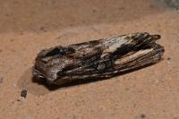 Egira conspicillaris