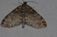 Lobophora halterata