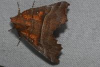 Scoliopteryx libatrix