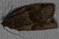Syndemis musculana