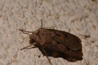 Agrotis exclamationis exclamationis