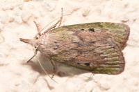 Aphomia sociella