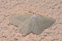 Campaea margaritaria