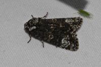 Craniophora ligustri