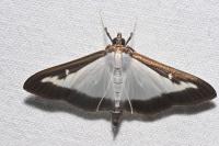 Cydalima perspectalis