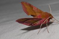 Deilephila porcellus