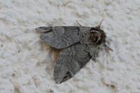 Drymonia obliterata