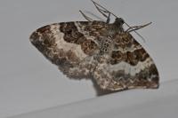 Epirrhoe alternata
