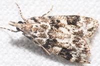 Eudonia delunella