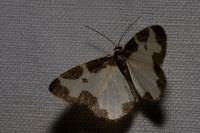 Lomaspilis marginata