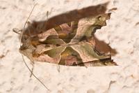 Phlogophora meticulosa