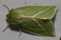 Pseudoips prasinanus