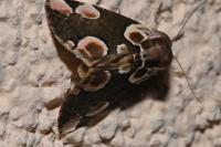 Thyatira batis
