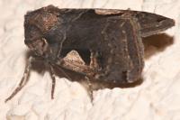 Xestia c-nigrum