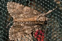 Acronicta rumicis