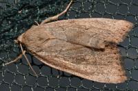 Cosmia trapezina