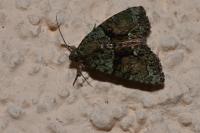 Cryphia algae