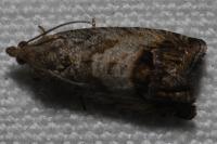 Cydia splendana