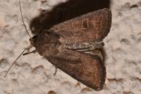 Hoplodrina blanda