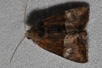 Mesoligia furuncula