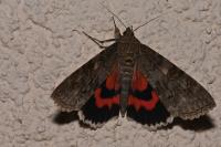 Catocala nupta