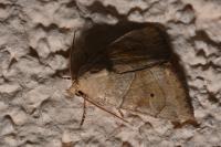 Cosmia trapezina