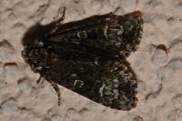 Craniophora ligustri