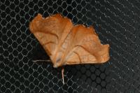 Ennomos fuscantaria