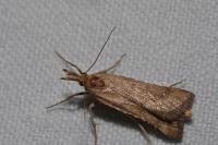 Synaphe punctalis