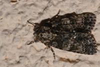 Acronicta rumicis