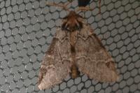 Drymonia obliterata