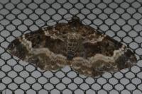 Epirrhoe alternata