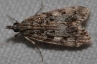 Eudonia lacustrata